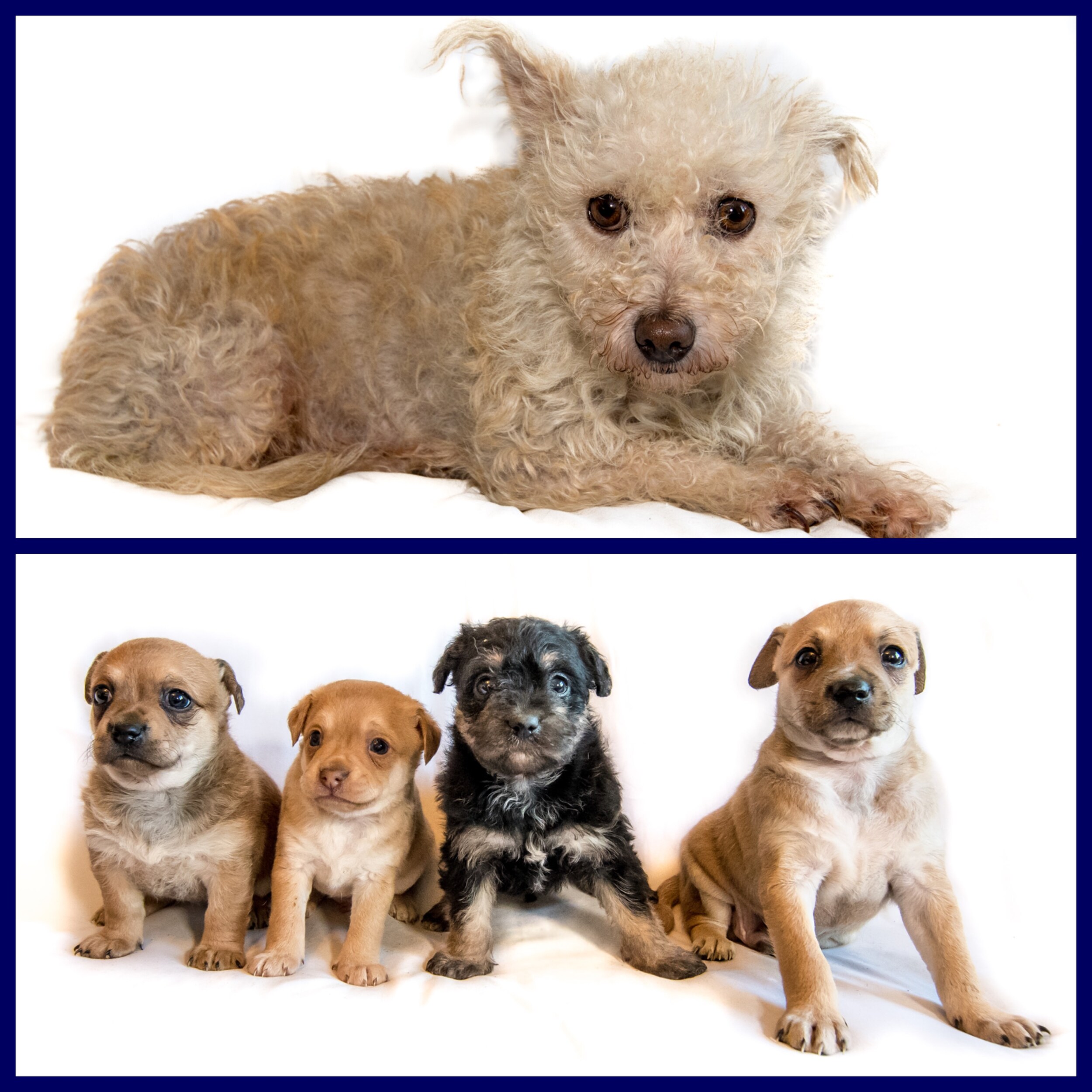 Beatrice and her pups.jpg