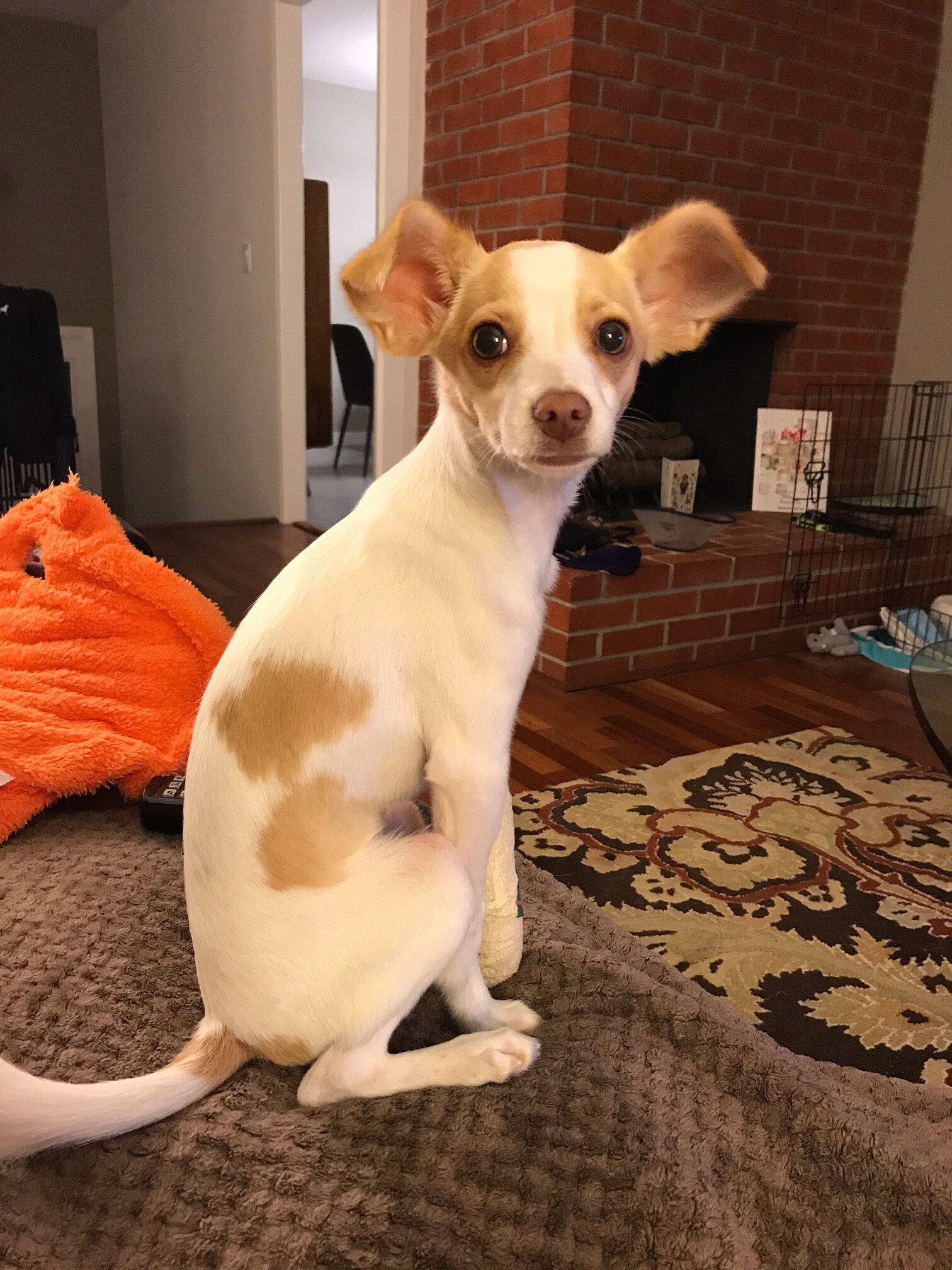 A rescued dog helped by Grateful Dogs Rescue with support from Serramonte Subaru