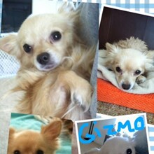 Gizmo.jpg