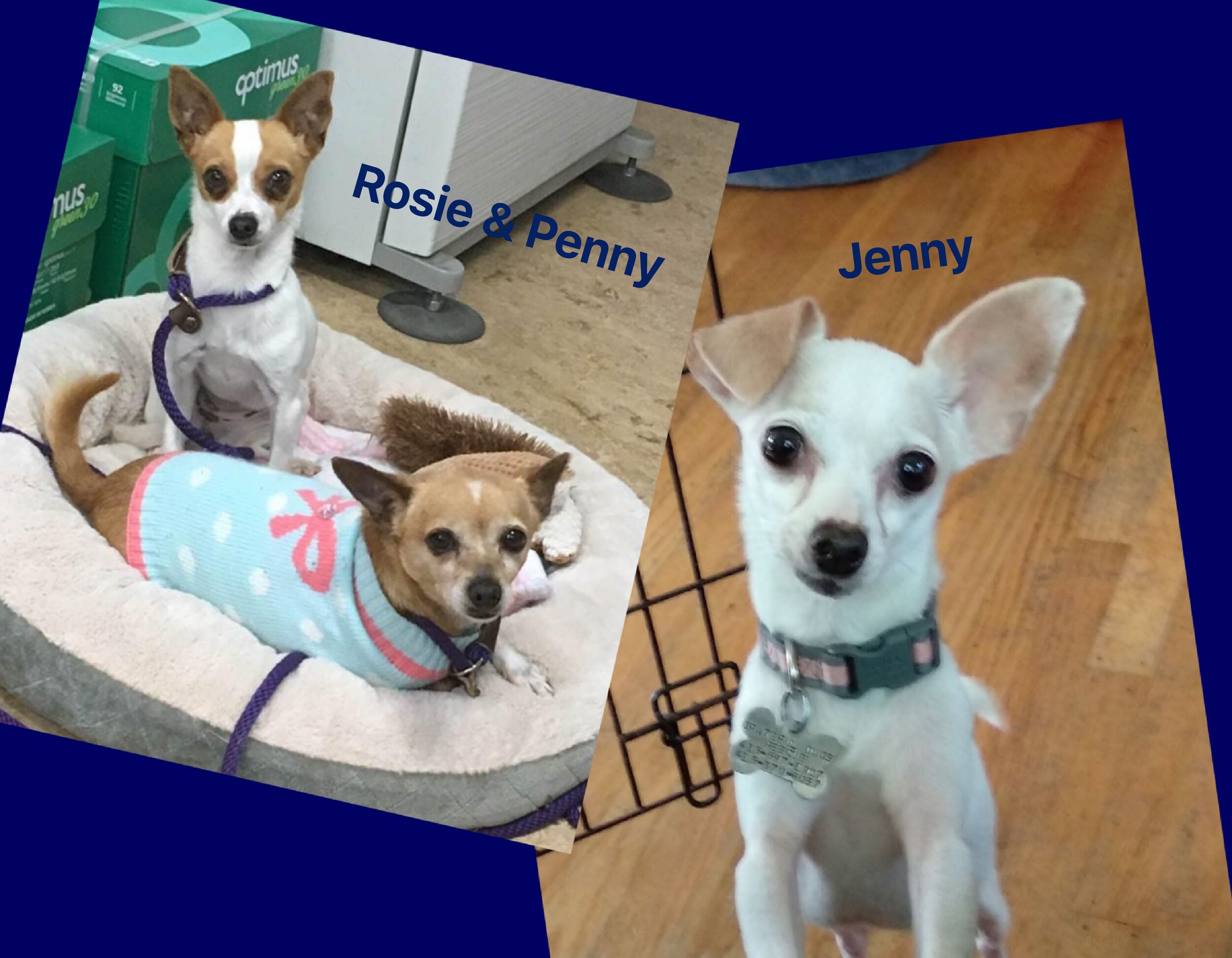 Rosie, Penny, Jenny_Fotor.jpg