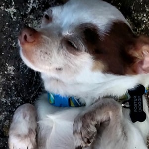 LILLY UPDATED copy.png