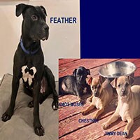 Feather&Pups2.jpg