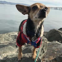 SWEET POTATOE copy.png