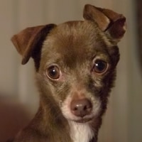 JINGLE BELLS copy.png