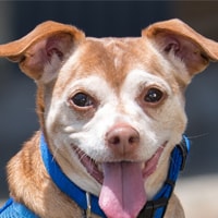 Pia Updated copy.png