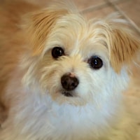 Niu niu updated 2 copy.png