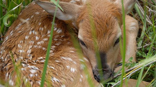 Deer at Subaru Plant