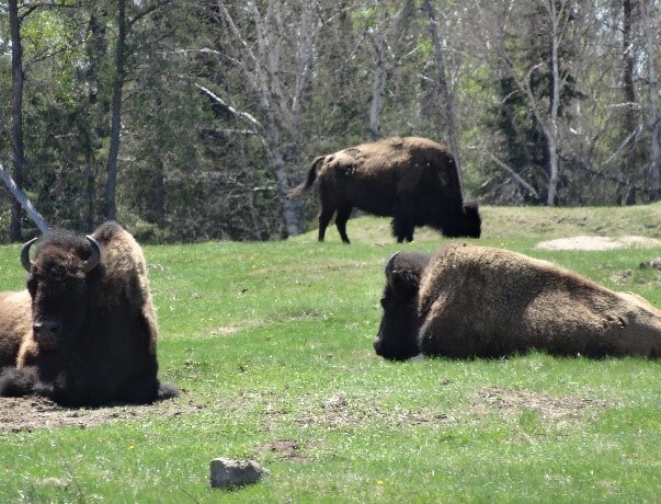 bisons