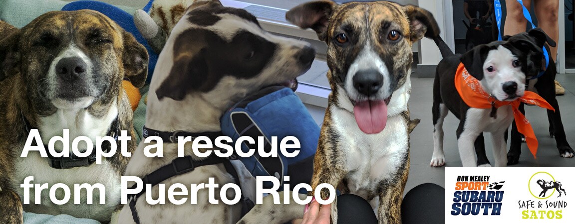 Resuce-From-Safe-and-Sound-Satos-Adoption-Sport-Subaru-South-Orlando.jpg