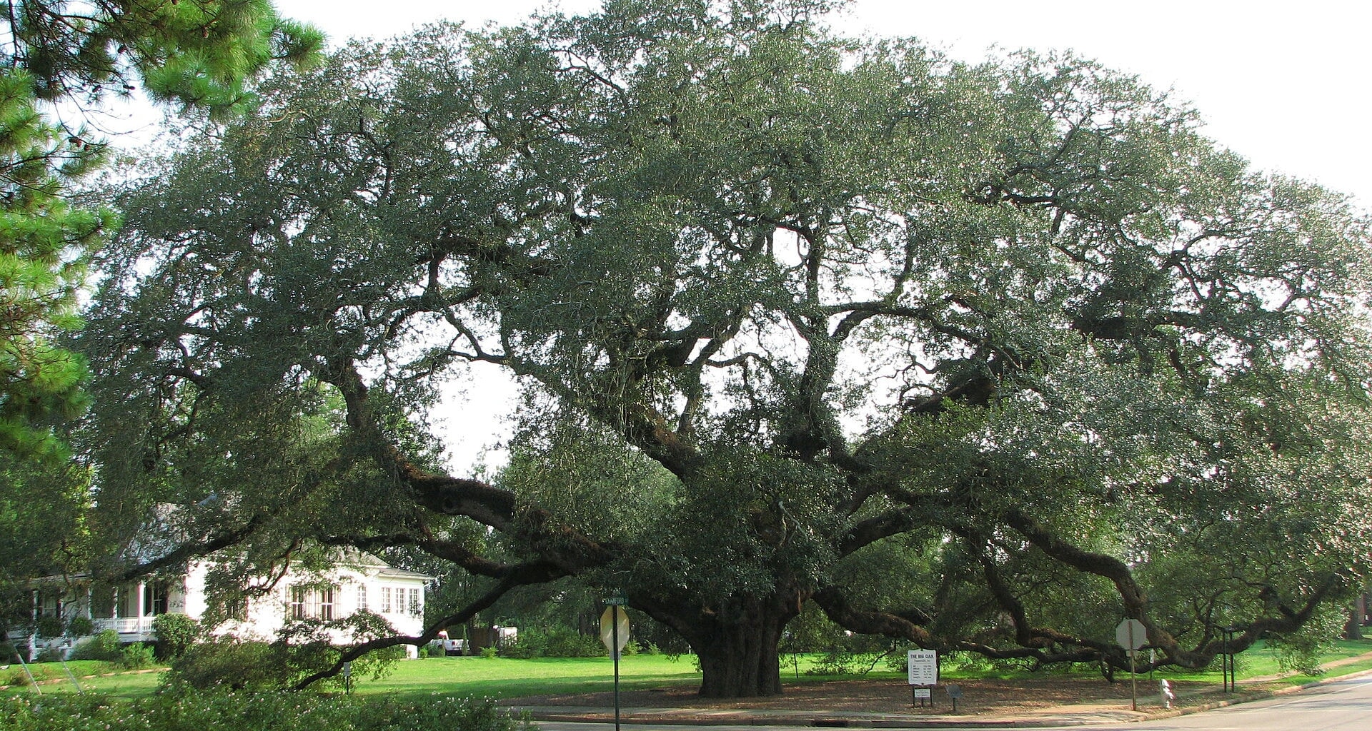 The_Big_Oak-1.jpg