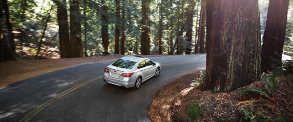 2015 legacy forest.jpg