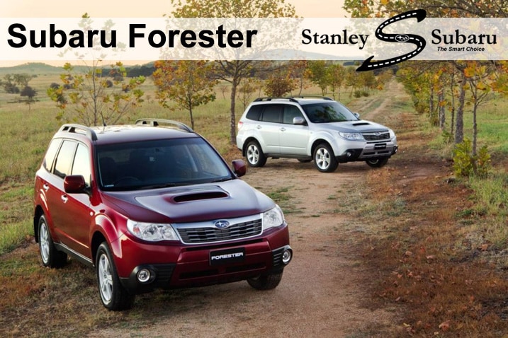 ForesterScenic copy.jpg