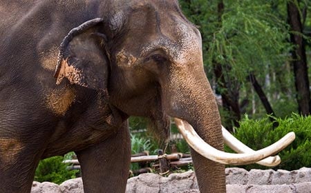elephant passage