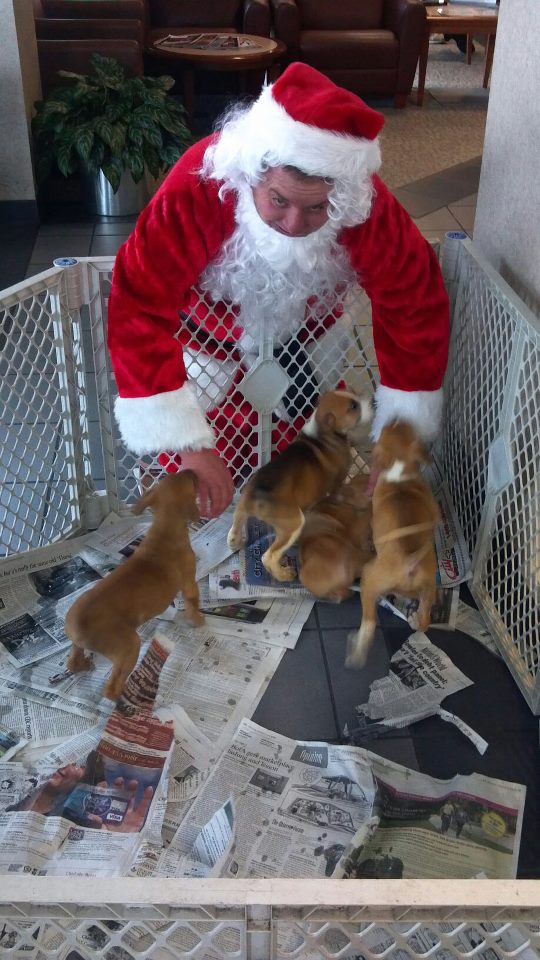 Boxer puppies to adopt!