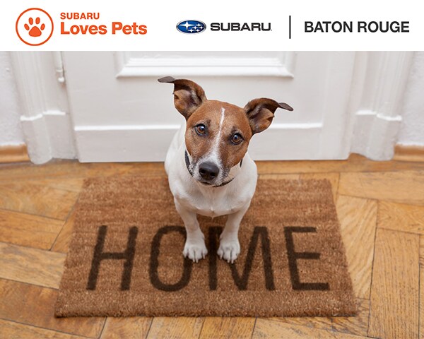 Subaru Loves Pets Virtual Adoption Event