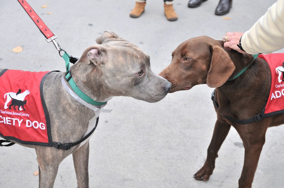 dogs.jpg