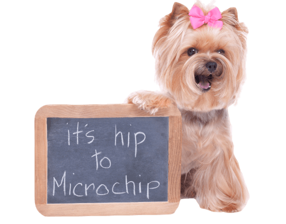 Hiptochip_clipped_rev_4-e1404868542203.png