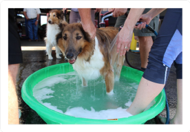 Dog Wash 2022_1.png