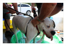 Dog Wash 2022_2.png