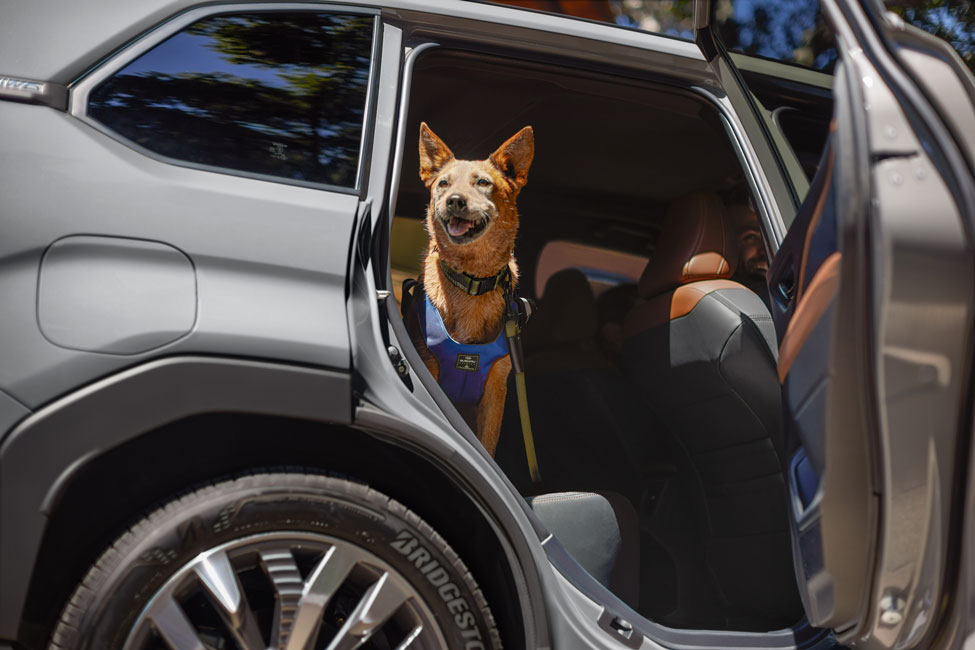 Subaru-Lifestyle-19.jpg