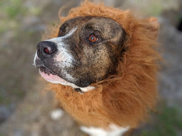 Adopt Ty - SOJAX pet of the month
