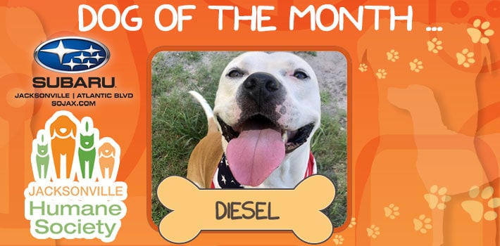 DIESEL - Pet of the month