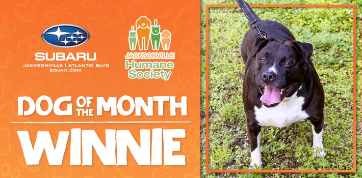SOJ_DogoftheMonth_710x350_APR21.jpg