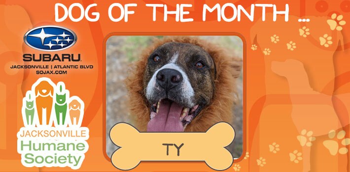 Meet Ty - SOJAX Pet of the Month
