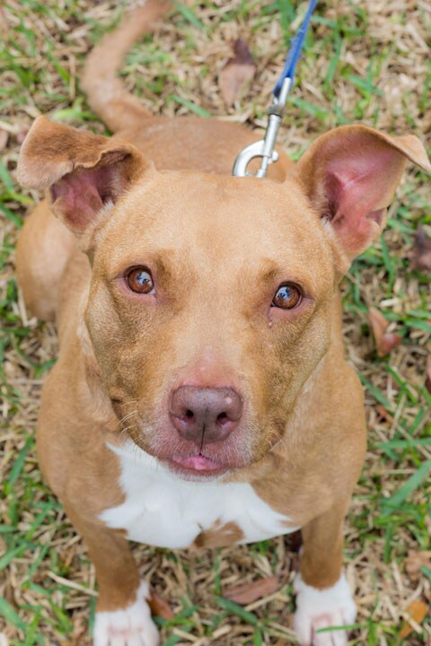 Frita - Adopt-a-Pet of the Month