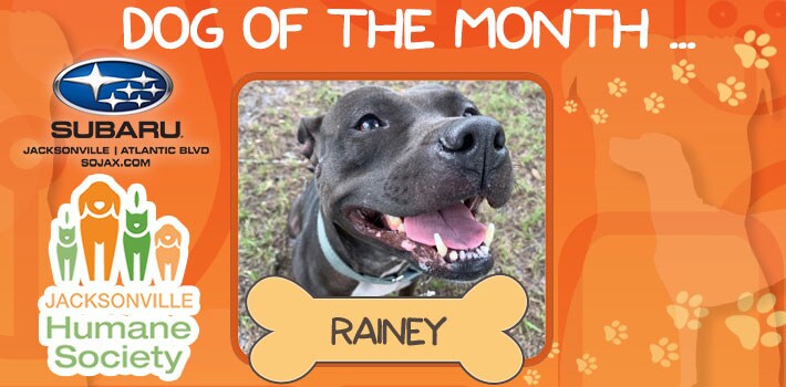 Meet Rainey - SOJAX Pet of the Month