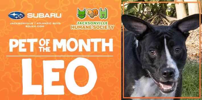 SOJ_PetoftheMonth_Leo_OCT22_710x350.jpg