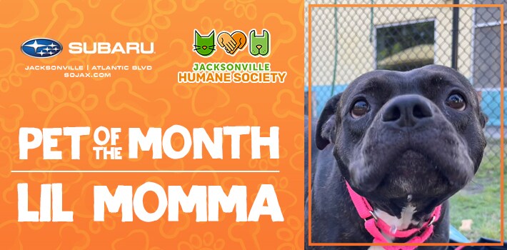 SOJ_PetoftheMonth_Momma_710x350_JUNE22.jpg