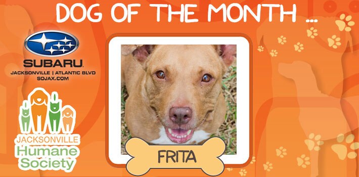 FRITA - SOJAX pet adoption of the month