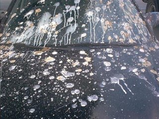 bird droppings on car