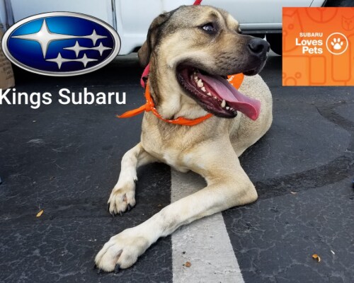 Subaru of Kings Automall_Loves Pets.png