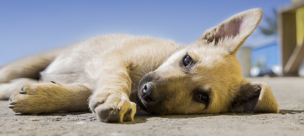 Eleventh Hour Rescue partnership