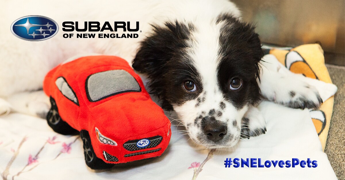 loves pets 2017 rectangle.jpg