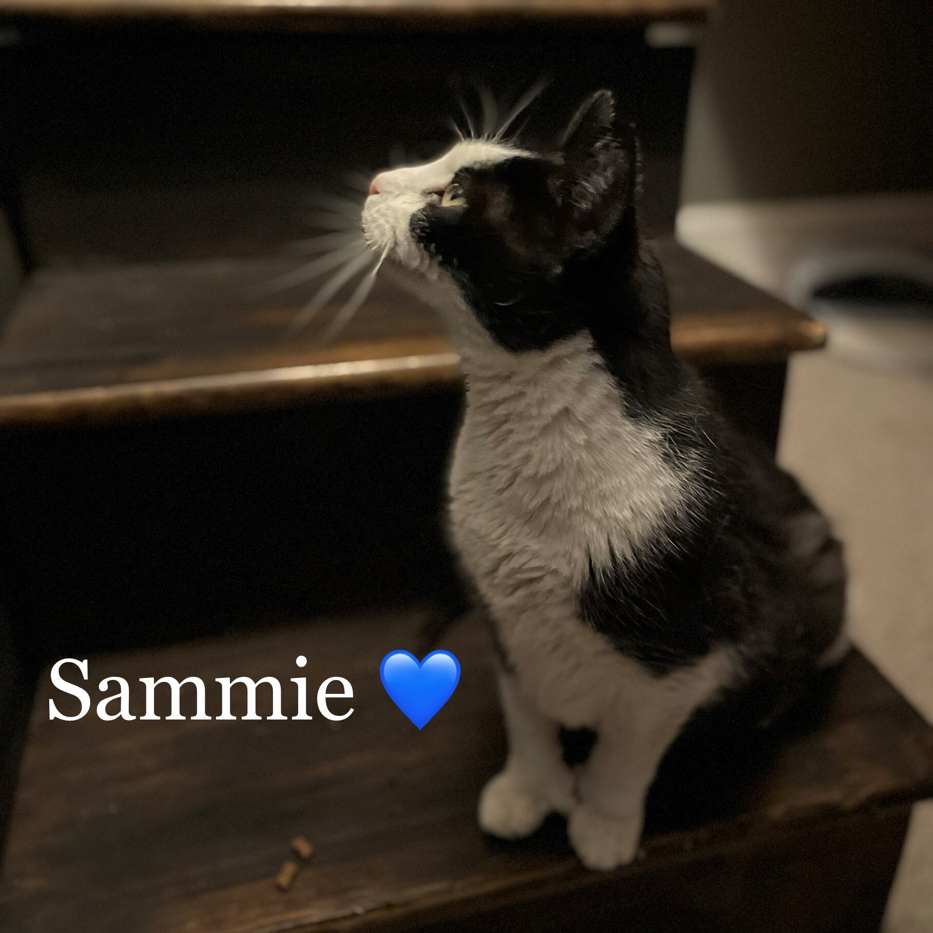 sammie.jpg