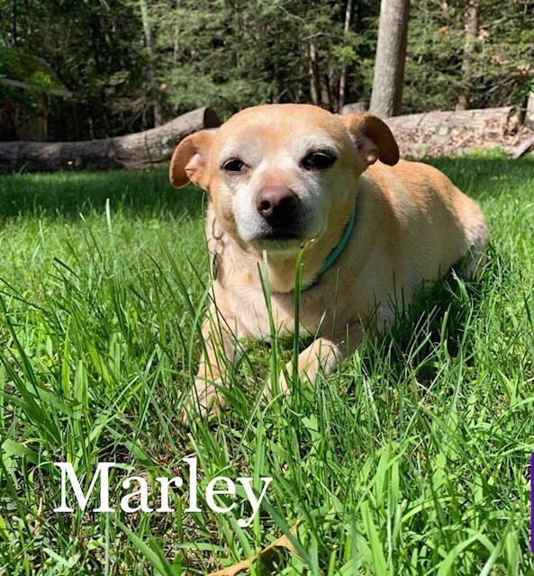 Marley.jpg