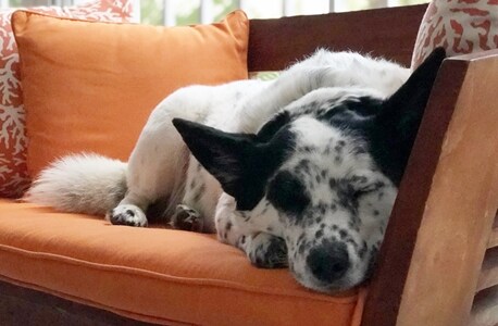 Sammy 09AUG18 458x300.jpeg
