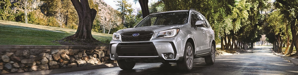 forester1.png
