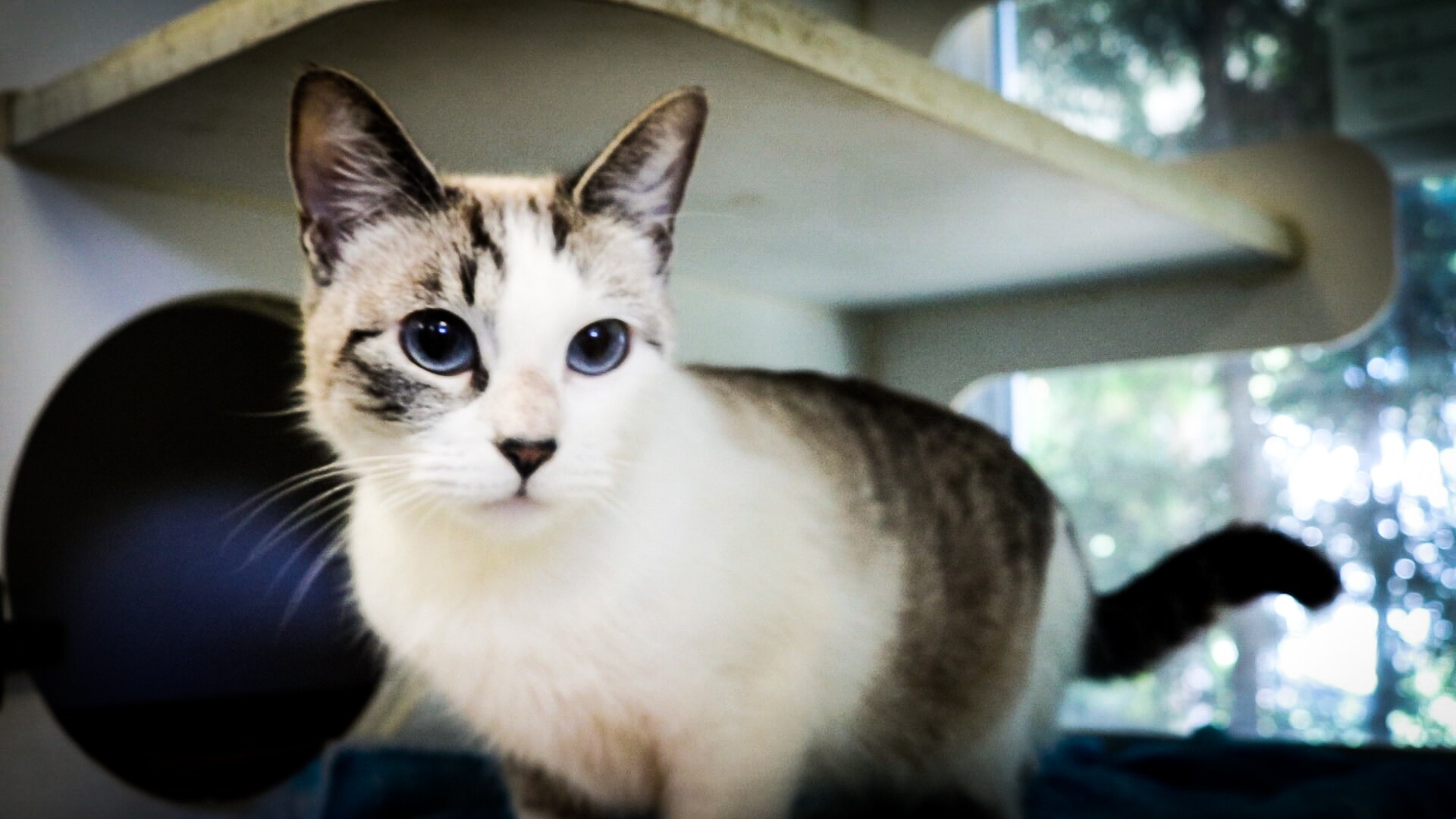 White and Tan Cat.jpg