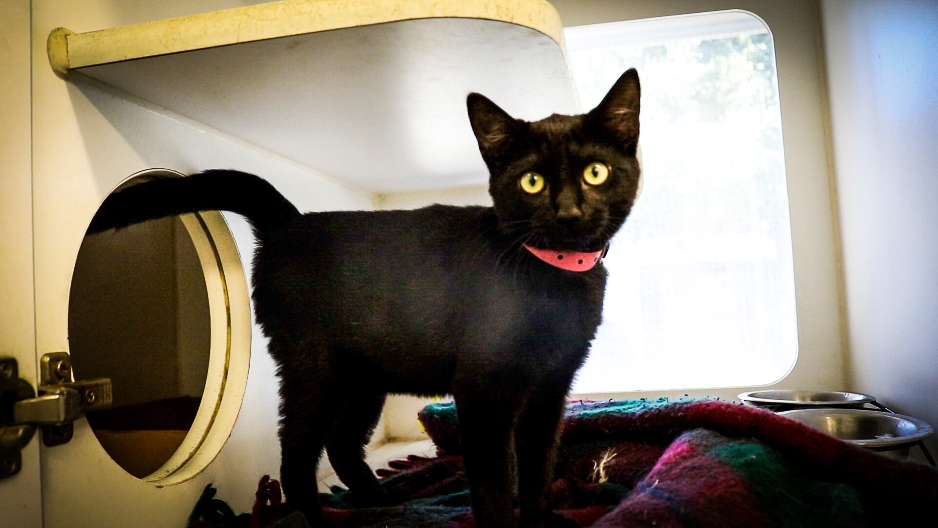 Black Kitten 2.jpg