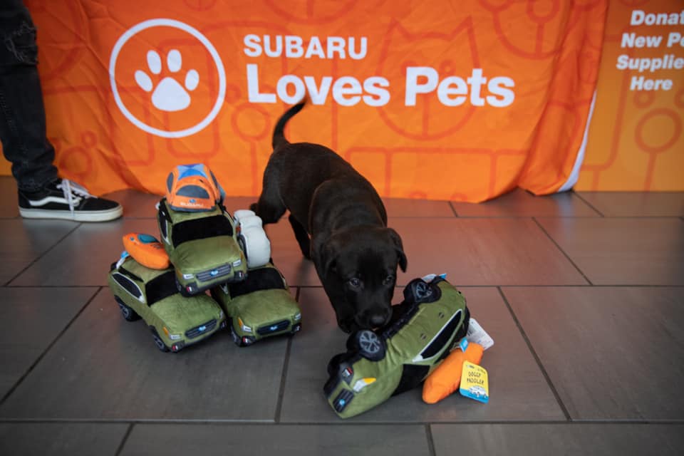 Tindol Subaru Loves Pets 2019.jpg