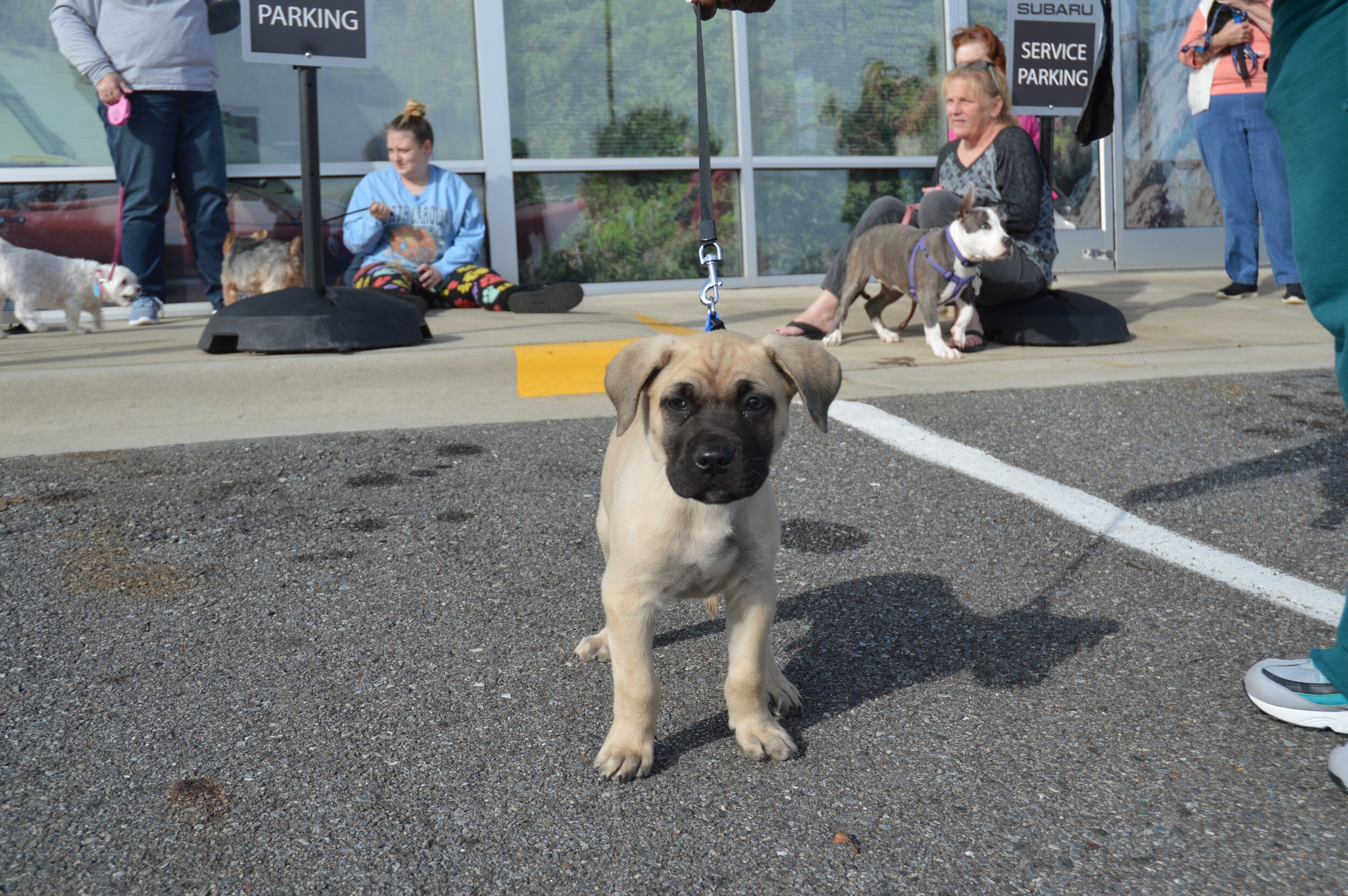 DSC_0053 (1).JPG Tindol Subaru Loves Pets Week of Caring ASPCA Event