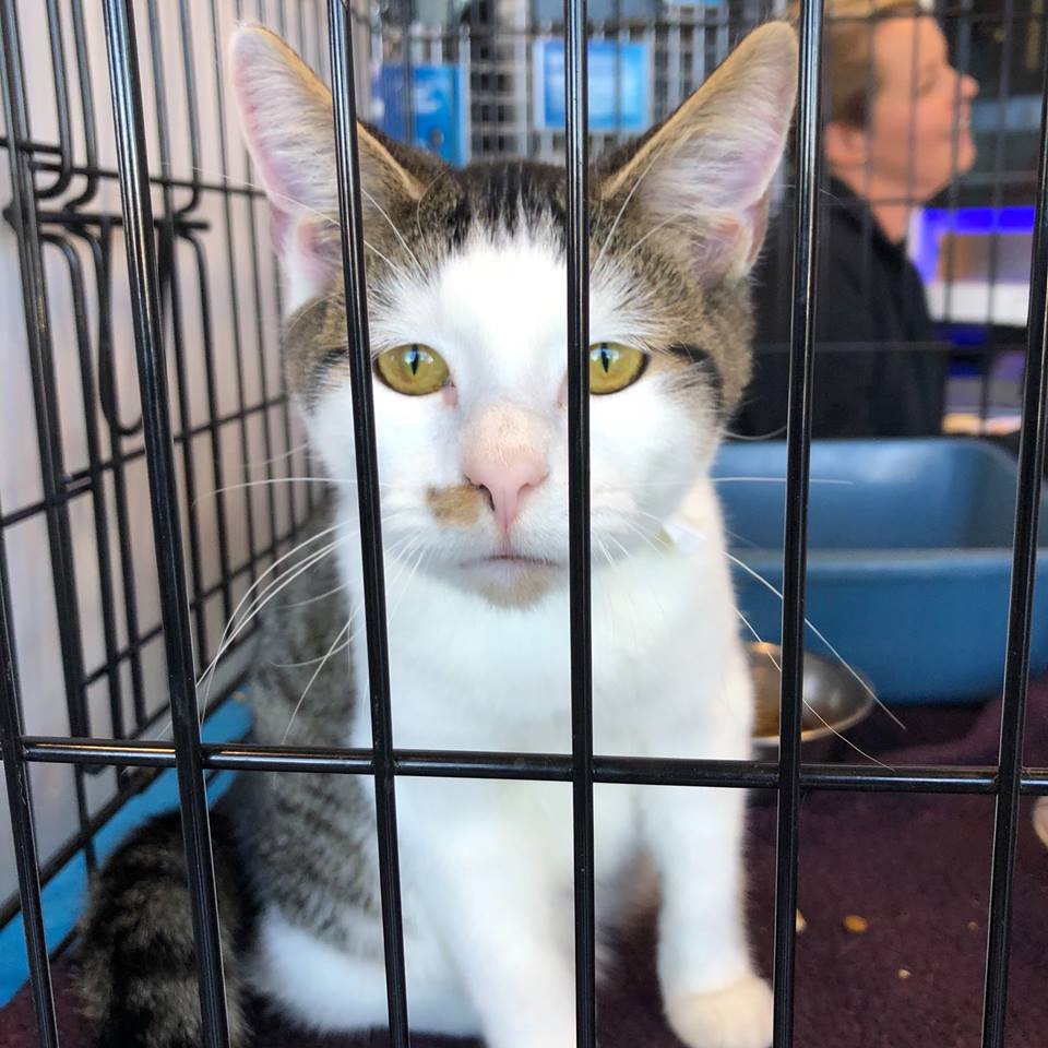 46494441_10157794082278942_6461342147198058496_n.jpg Tindol Subaru Loves Pets Week of Caring ASPCA Event