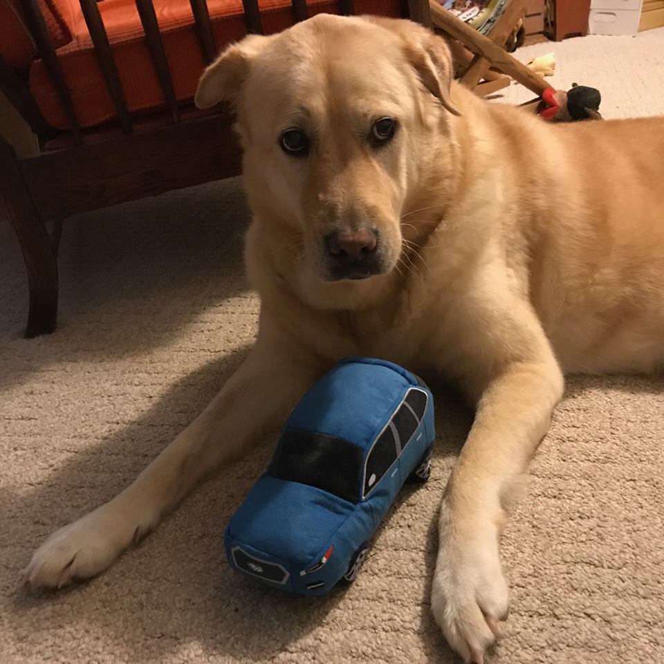 Subaru Pet Gracey.jpg
