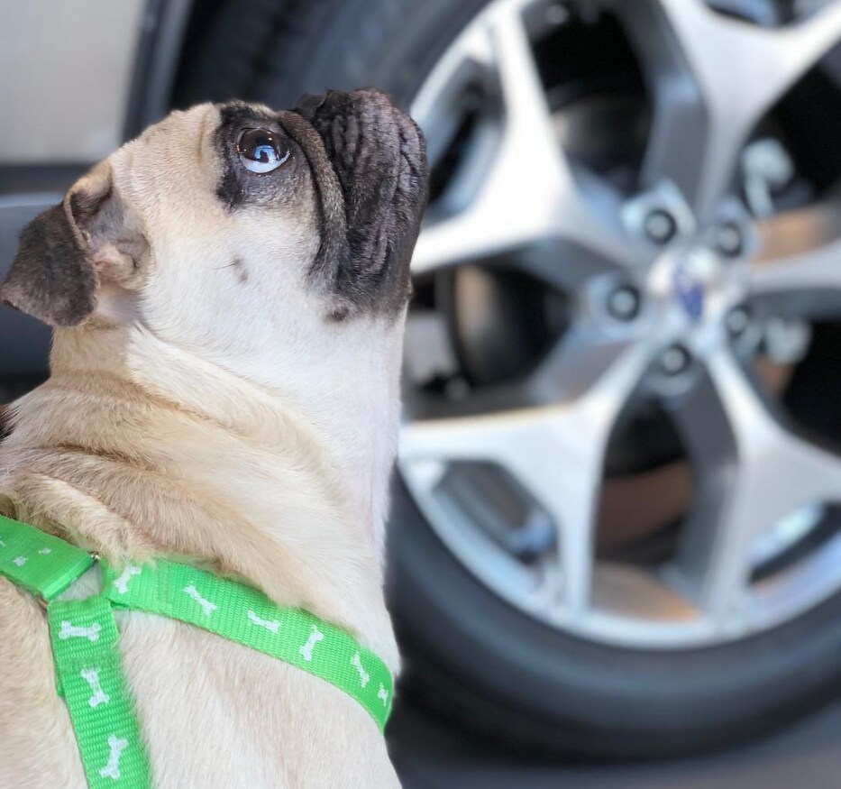 Tindol Subaru Loves Pets Pug.png