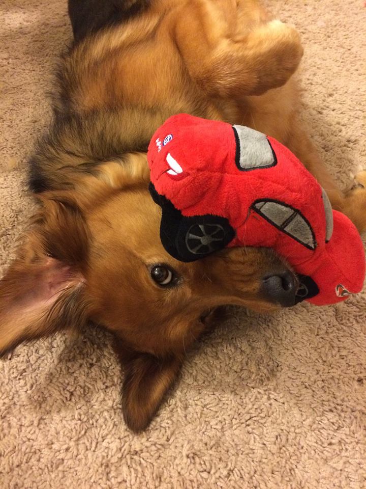 Subaru Pet Molly.jpg