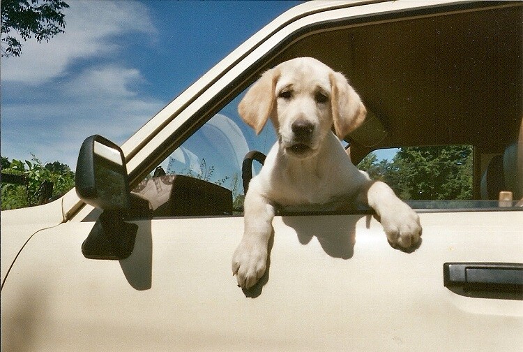 Clermont pet safety tips Toyota safety near Orlando